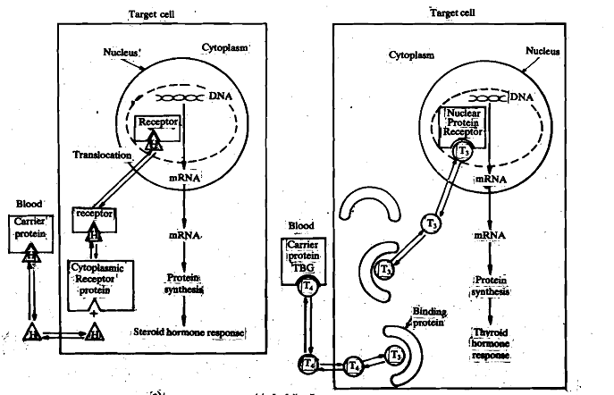 552_Steroid and Thyroid Hormones.png